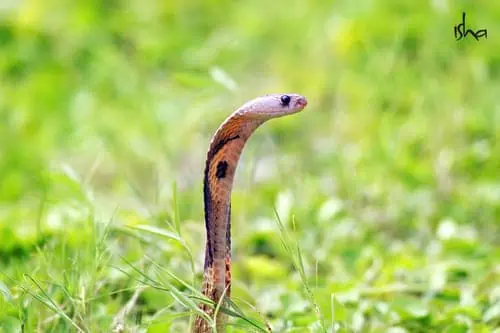 cute snake sadhguru